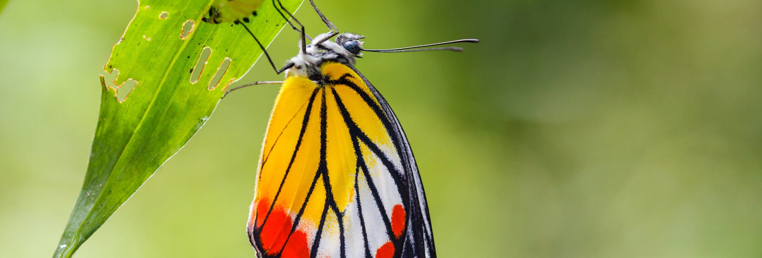 Schmetterling an einem grünen zerfressen Blatt vor unscharfem Hintergrund. - insysta