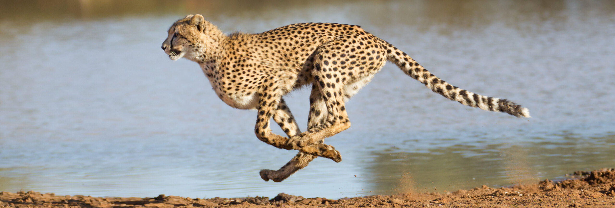 Gepard in rasanter Bewegung mit einem Gewässer im Hintergrund - insysta