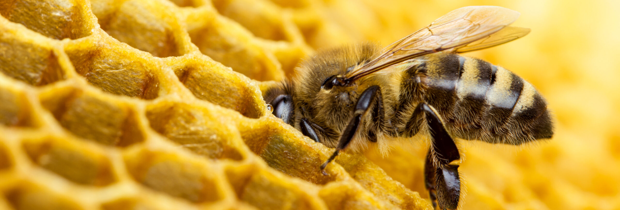 Biene in einer Bienenwabe. - insysta