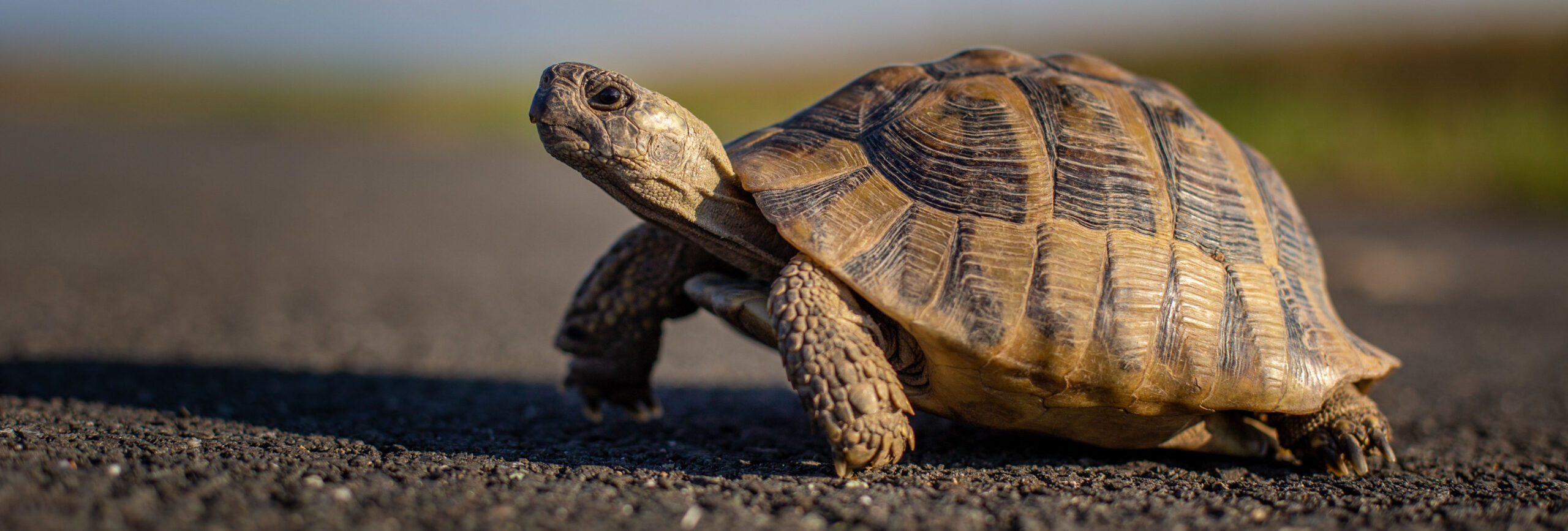 Schildkröte auf schwarzer körniger Strasse vor unscharfem Hintergrund. - insysta