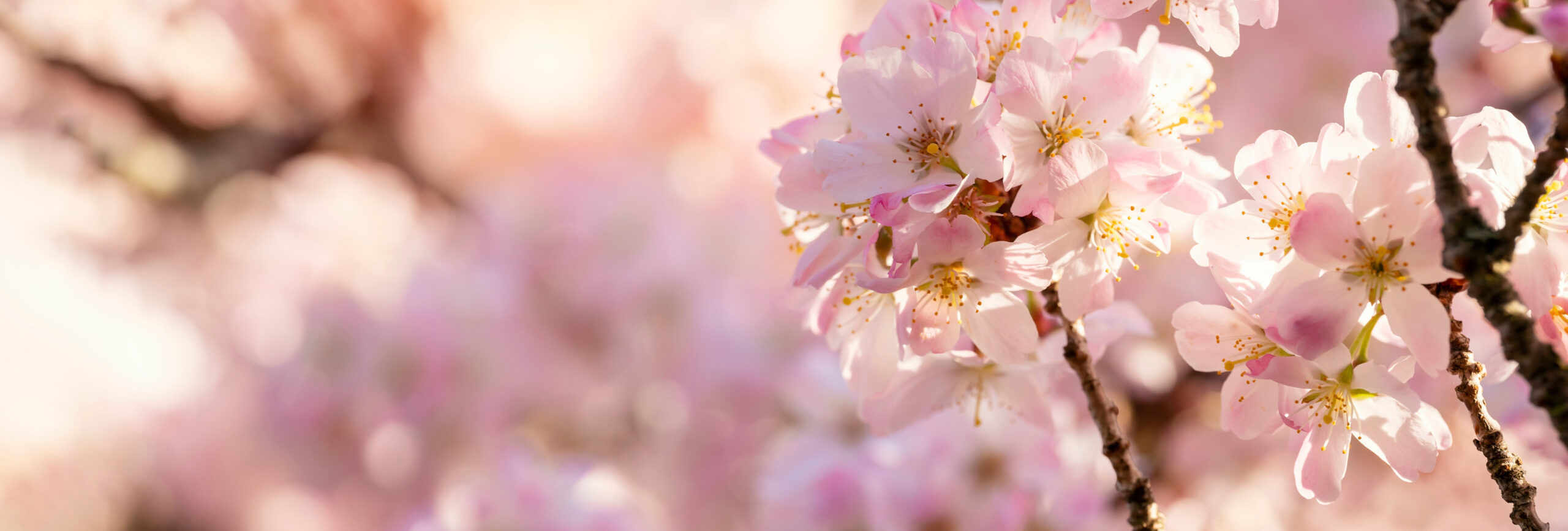 Rosa Kirschblüte an einem Frühlingstag - insysta