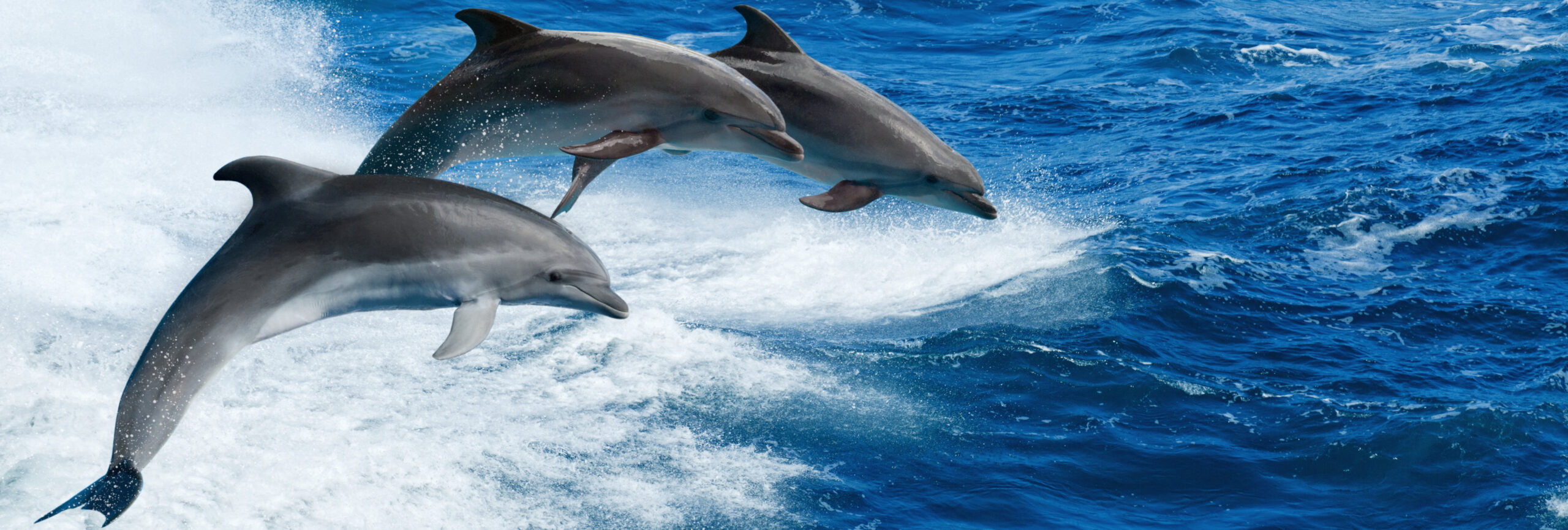 Drei springende Delfine auf hoher See. - insysta