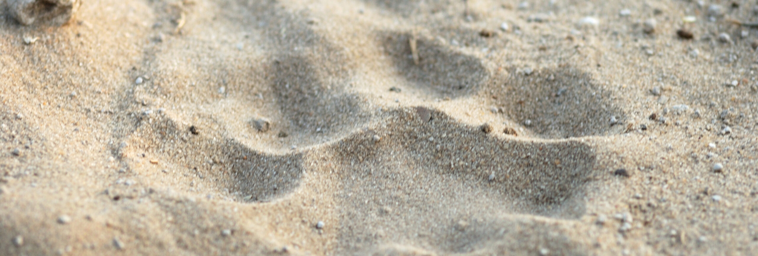 Löwenspur im Sand. - insysta
