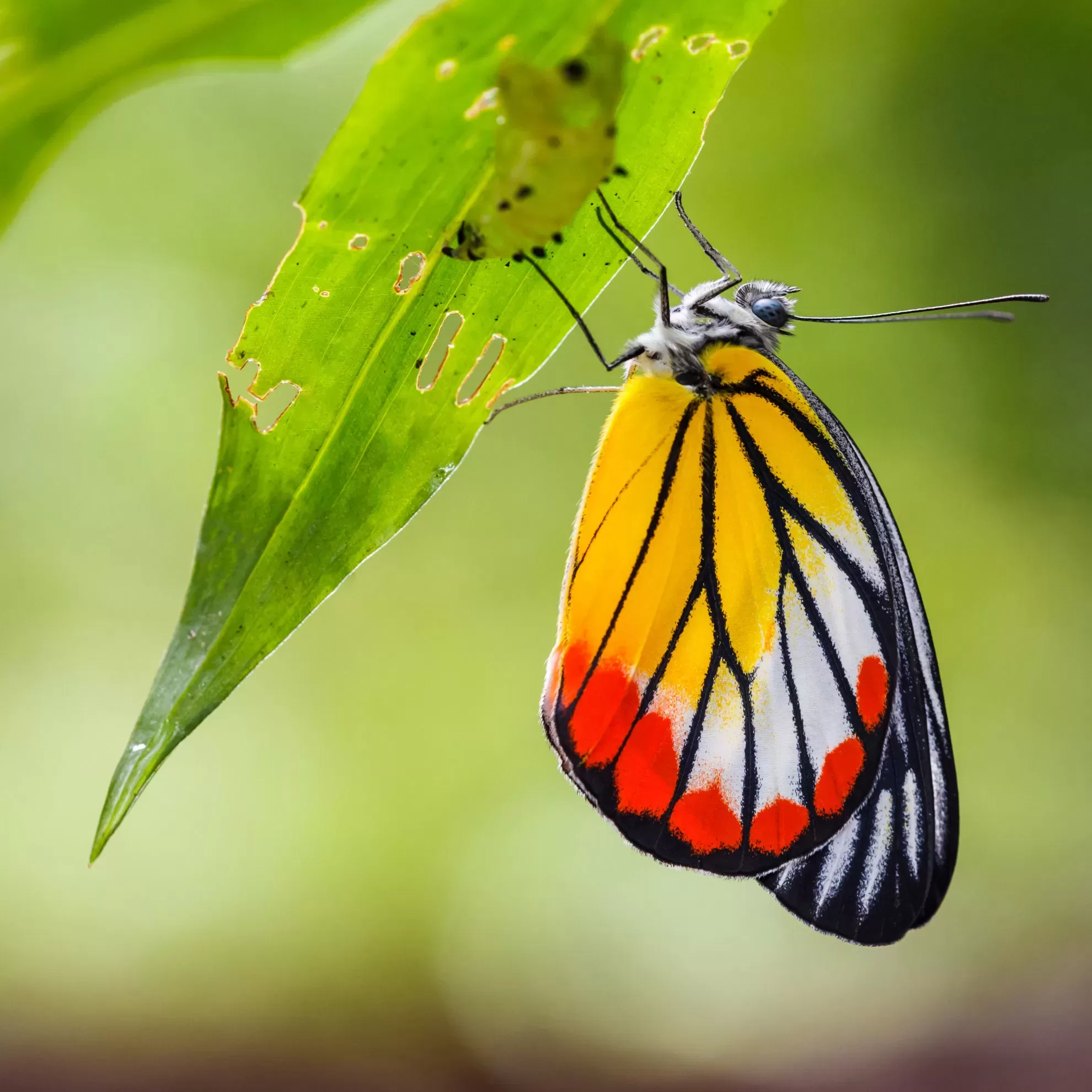 Schmetterling an einem grünen zerfressen Blatt vor unscharfem Hintergrund - insysta