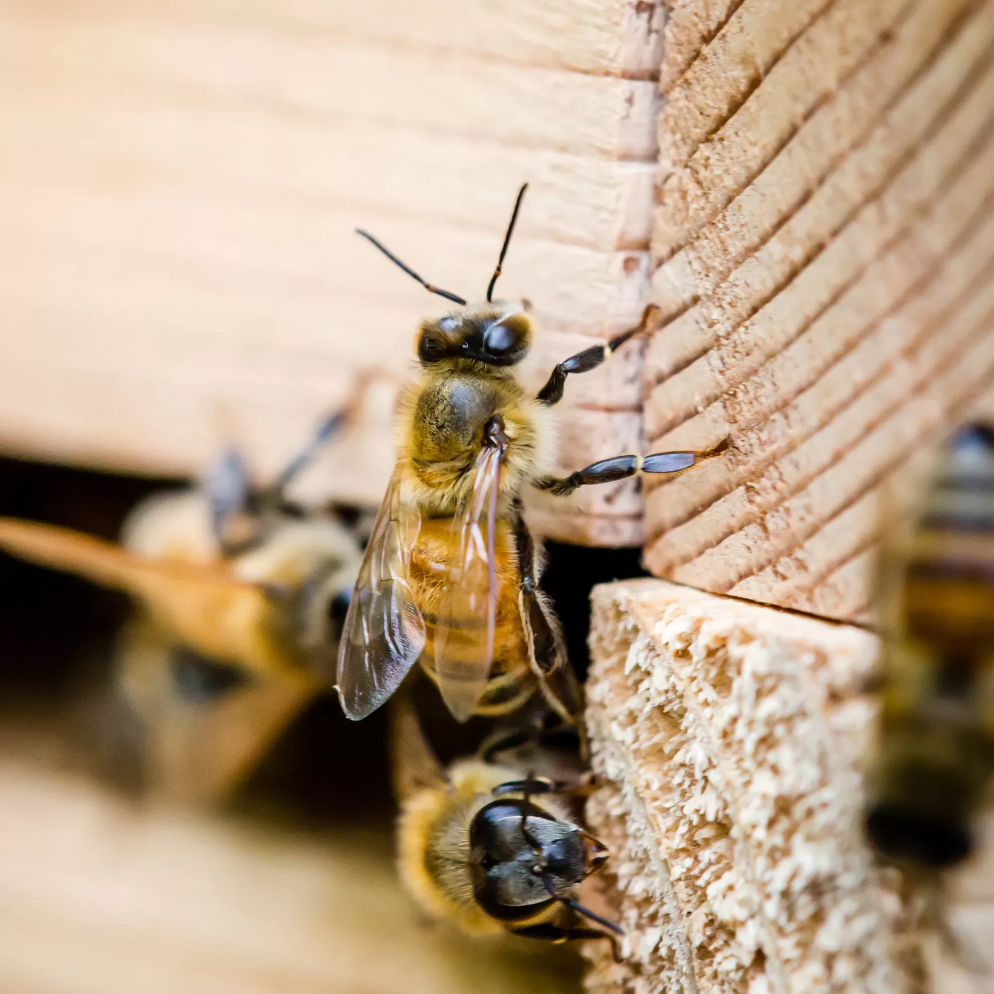 Biene an einem Holzstück - insysta