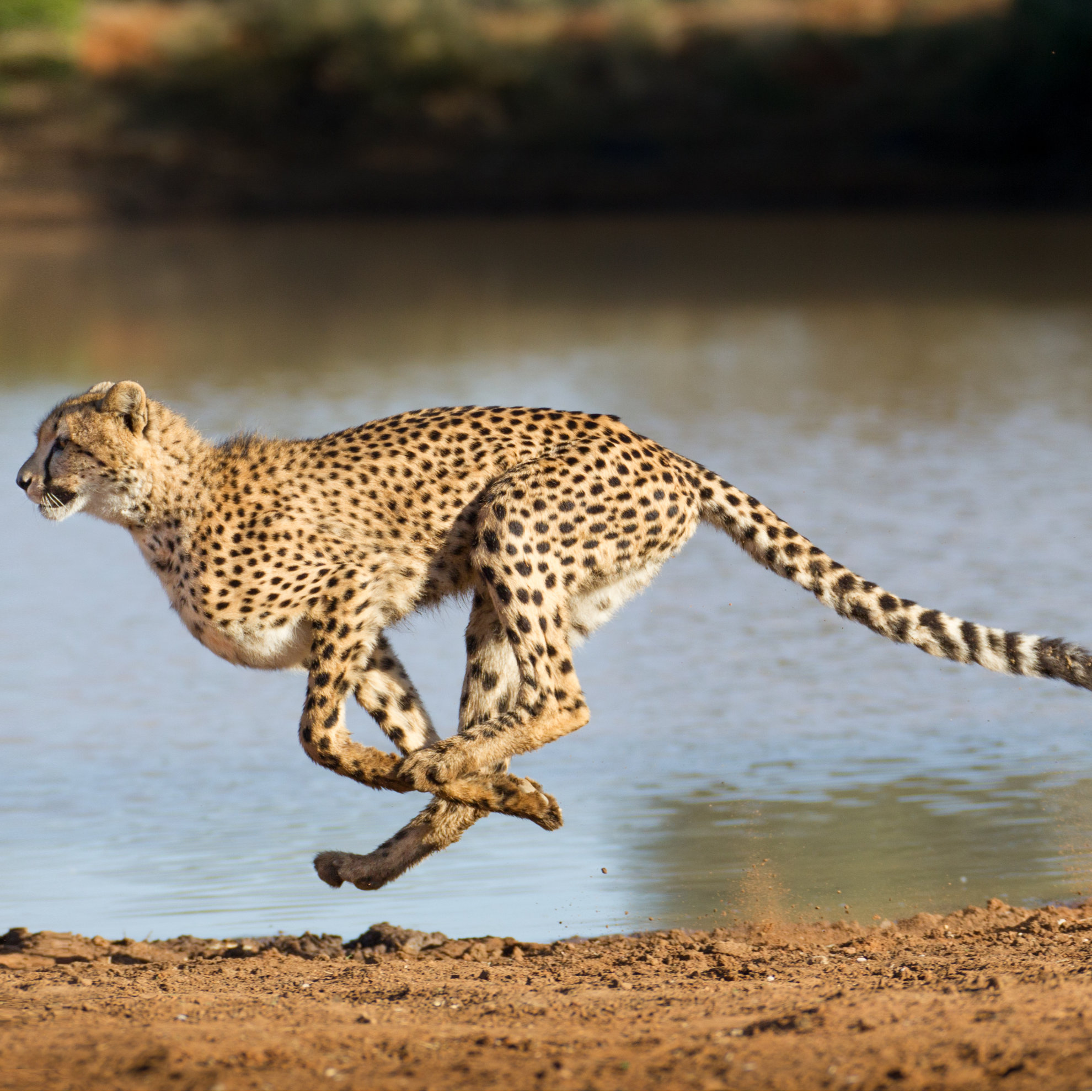 Gepard in rasanter Bewegung mit einem Gewässer im Hintergrund - insysta