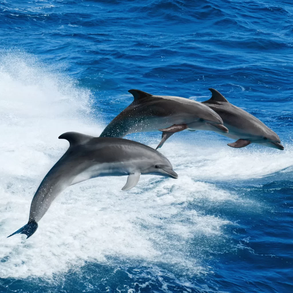 Drei springende Delfine auf hoher See - insysta