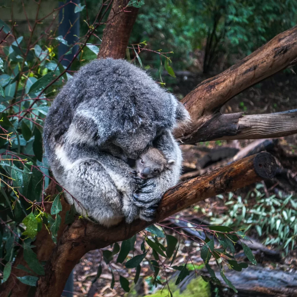 Grosser Koala beschützt einen kleinen Koala mitten in einem Waldgebiet - insysta