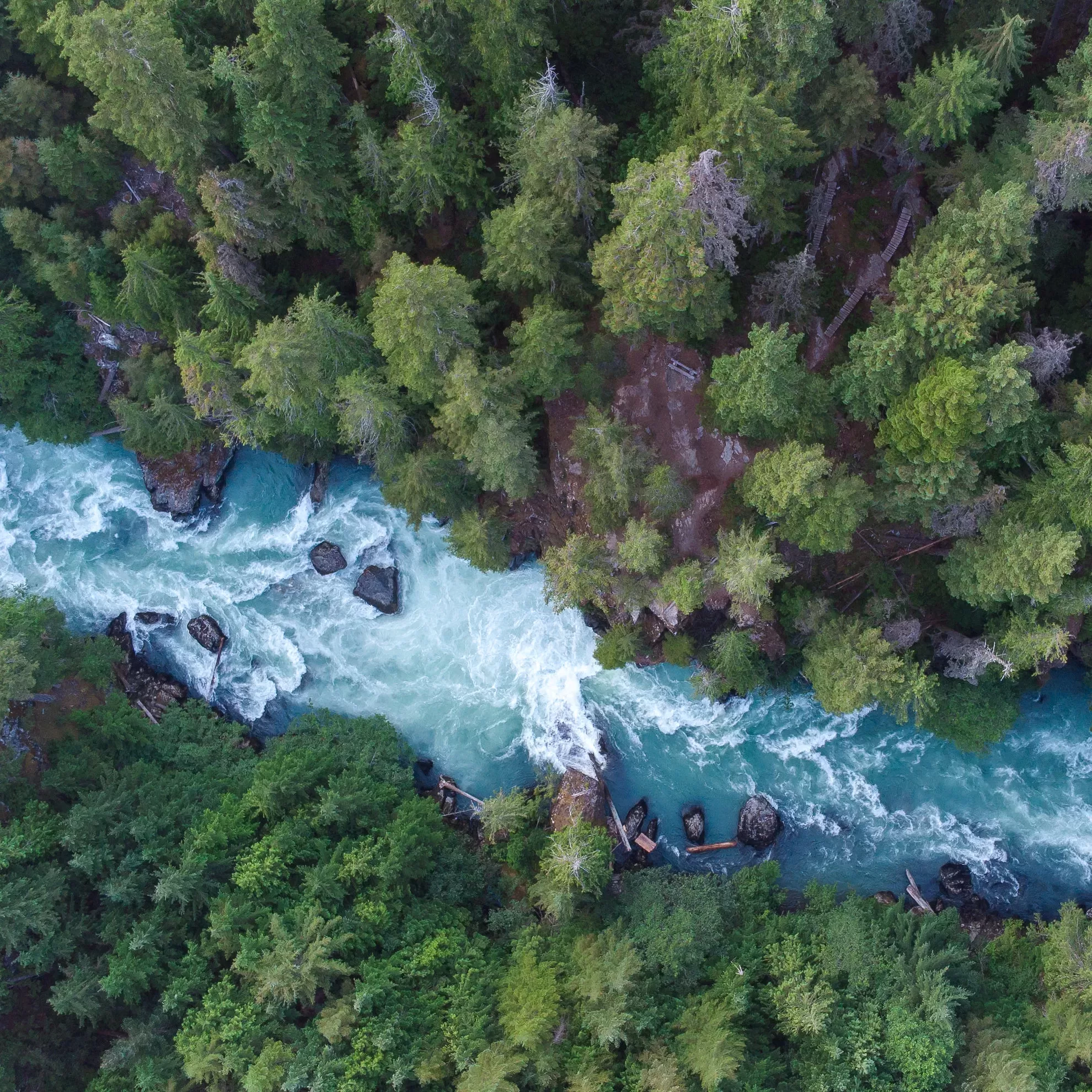 Türkisfarbener Fluss umgeben von grünen Bäumen - insysta