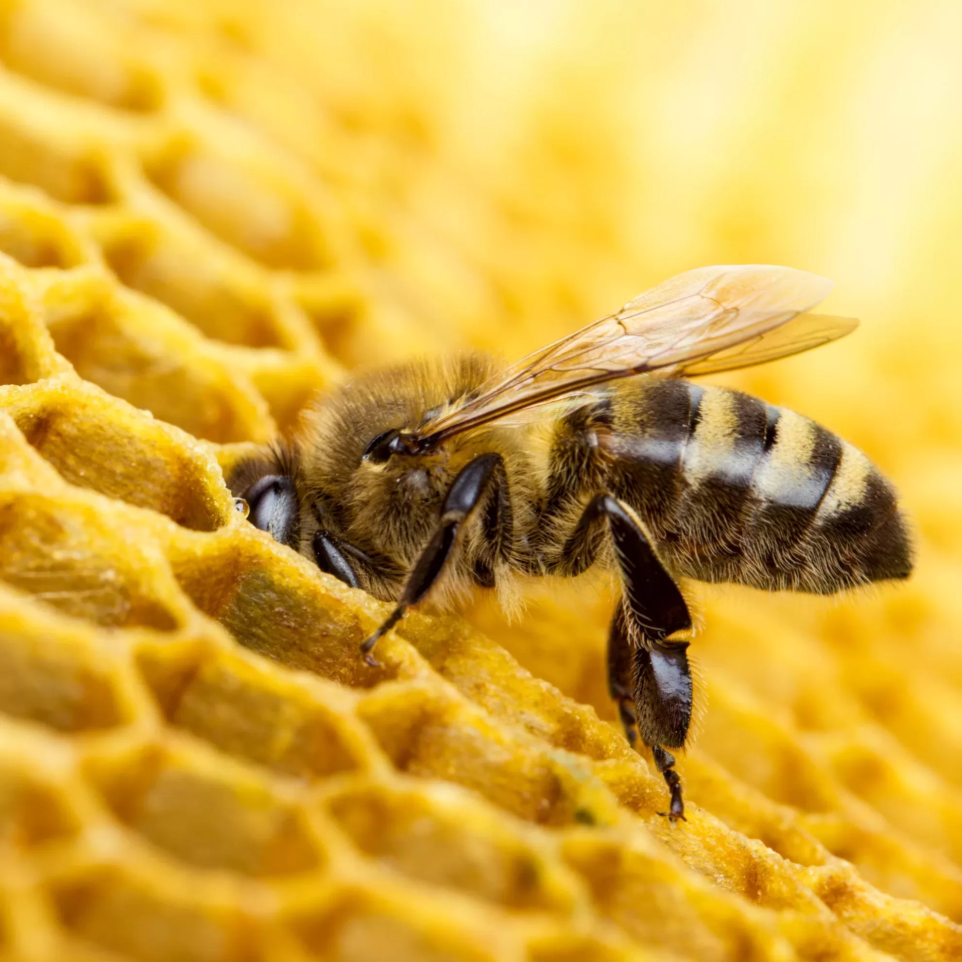 Biene in einer Bienenwabe - insysta
