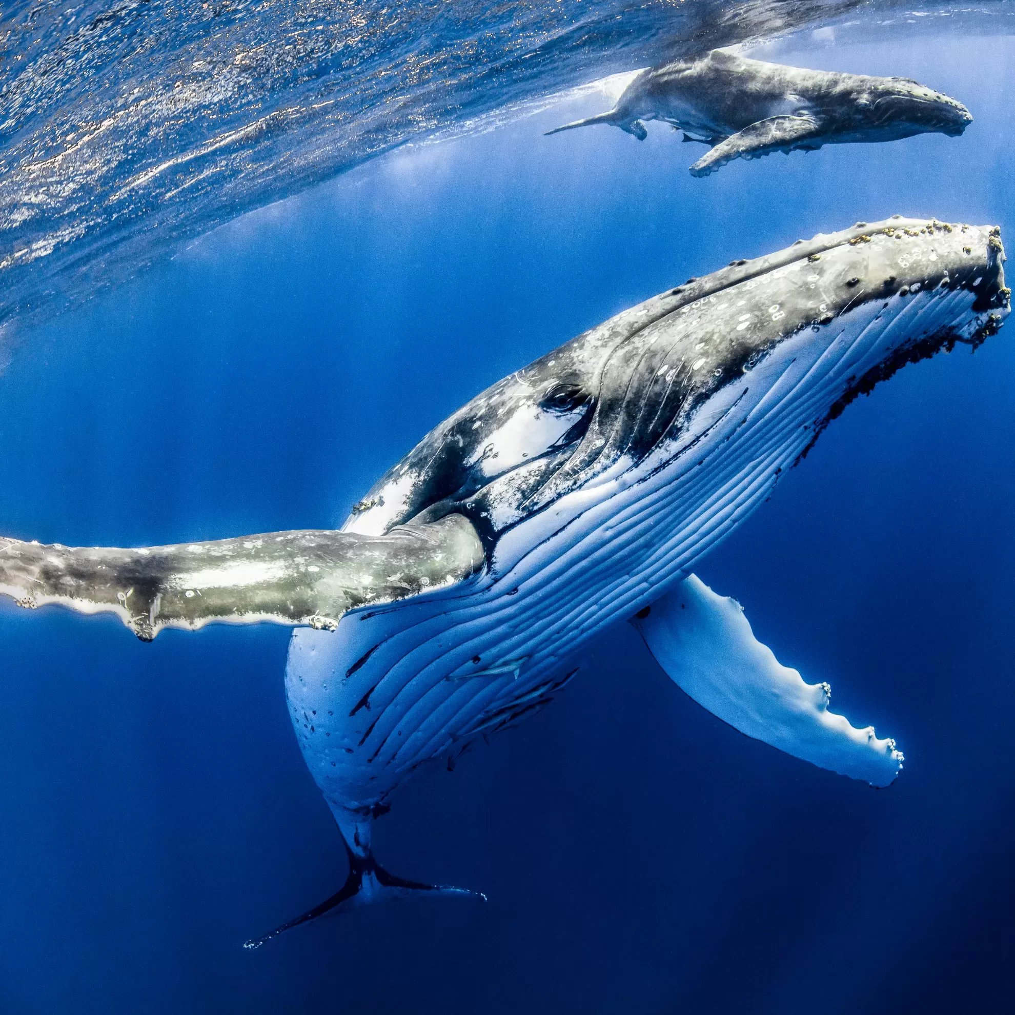Blauwal in den tiefen blauen Gewässern - insysta